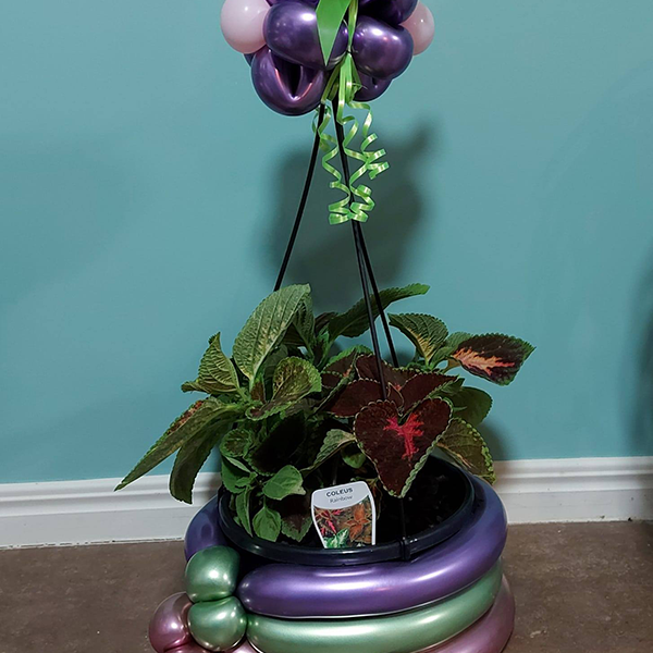 Pot Plant Balloons Image